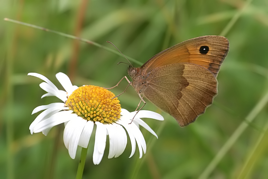 5898_Bruin zandoogje - Triglav N.P. (Slowenie).jpg